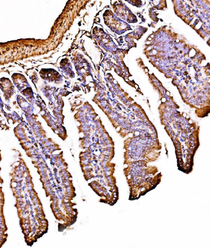 ORP150/HYOU1 Antibody