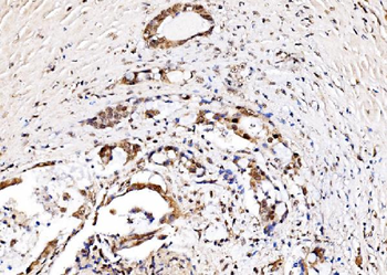 IFI16 Antibody