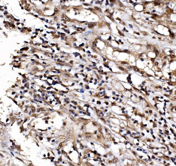 IFI16 Antibody
