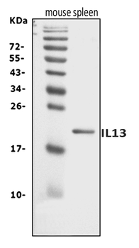 Il13 Rabbit Polyclonal Antibody