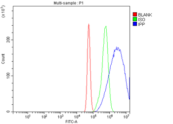 IPP Rabbit Polyclonal Antibody