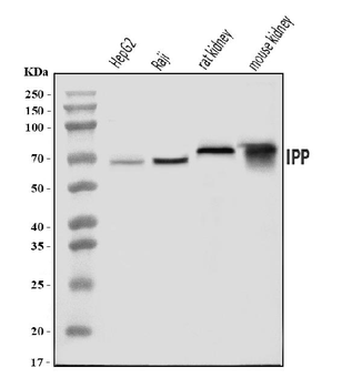 IPP Rabbit Polyclonal Antibody