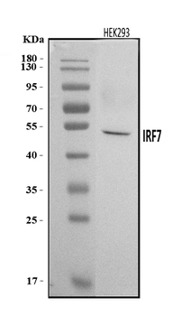 IRF7 Rabbit Polyclonal Antibody