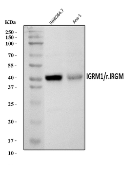 IRGM/Irgm1 Rabbit Polyclonal Antibody