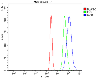 IWS1 Rabbit Polyclonal Antibody