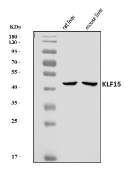 KLF15 Rabbit Polyclonal Antibody