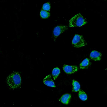 KLHL12 Antibody