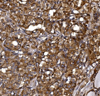 KLHL12 Antibody
