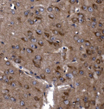 KLHL12 Antibody