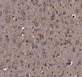 KLHL12 Antibody