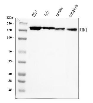 Kinectin 1/KTN1 Antibody