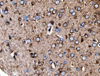 MDH2 Antibody