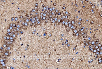 MDH2 Antibody