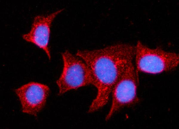 MDH2 Antibody