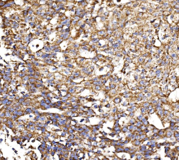 MDH2 Antibody
