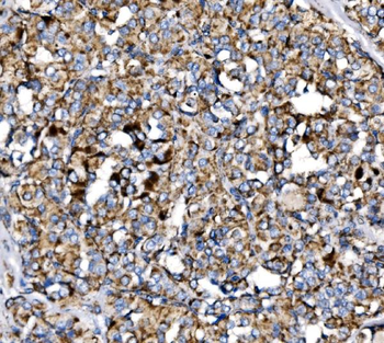 MDH2 Antibody