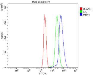 Pyrin/MEFV Antibody