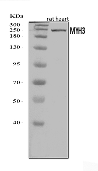 heavy chain Myosin/Myh3 Antibody