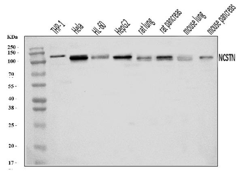 Nicastrin/NCSTN Rabbit Polyclonal Antibody