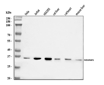 NDUFAF1 Antibody
