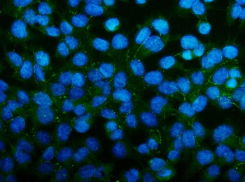 PAR-3/PARD3 Antibody