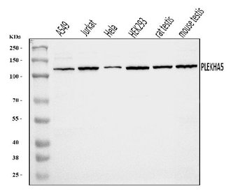 PEPP2/PLEKHA5 Rabbit Polyclonal Antibody