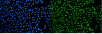 PPIL3 Rabbit Polyclonal Antibody