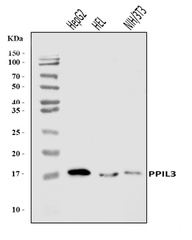 PPIL3 Rabbit Polyclonal Antibody