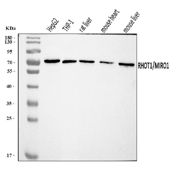 MIRO1/RHOT1 Rabbit Polyclonal Antibody