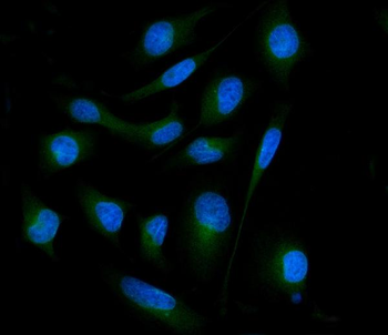 SH3GL2 Antibody