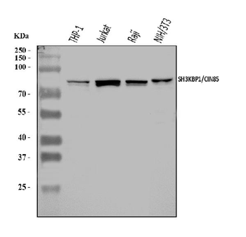 SH3KBP1 Rabbit Polyclonal Antibody