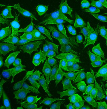 NEAS/SPTAN1 Antibody