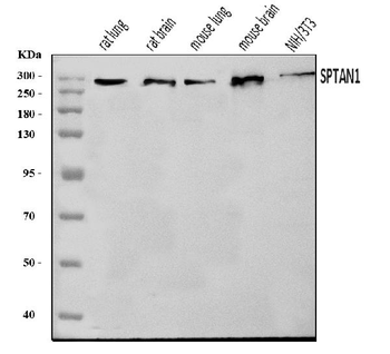 NEAS/SPTAN1 Antibody