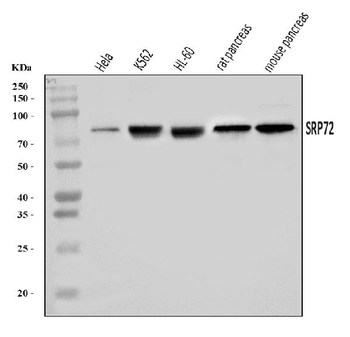 SRP72 Rabbit Polyclonal Antibody
