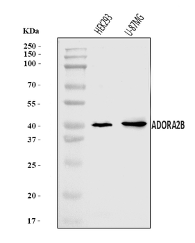 ADORA2B Antibody