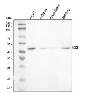 BCKDK Rabbit Polyclonal Antibody