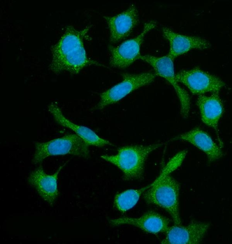 BIN1 Rabbit Polyclonal Antibody