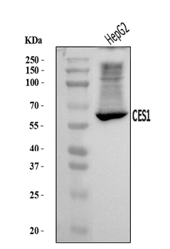 Liver Carboxylesterase 1/CES1 Rabbit Polyclonal Antibody