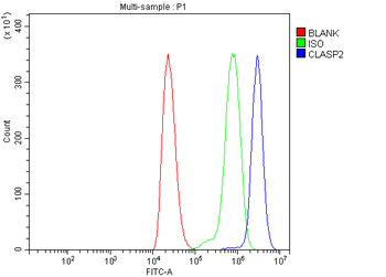 CLASP2 Rabbit Polyclonal Antibody