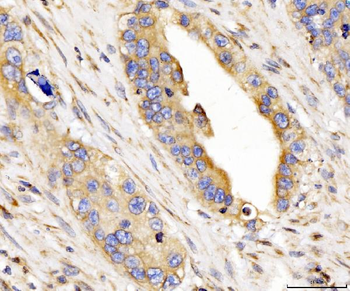 CYB5B Antibody