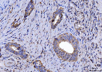 CYB5B Antibody