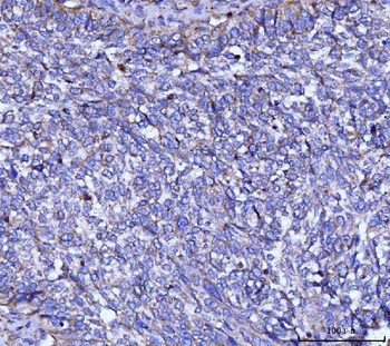 CYB5B Antibody