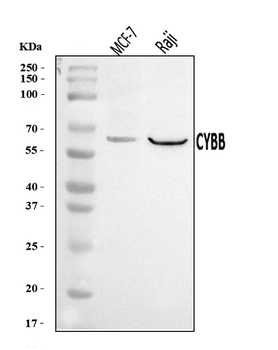NOX2/gp91phox/CYBB Rabbit Polyclonal Antibody