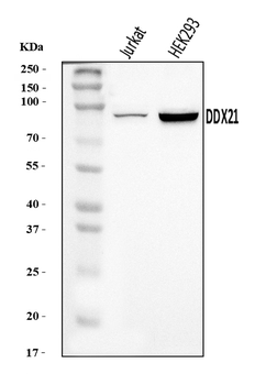 DDX21 Rabbit Polyclonal Antibody
