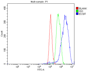ECSIT Antibody