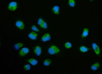 ECSIT Antibody