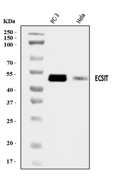 ECSIT Antibody