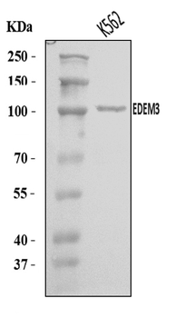 EDEM3 Rabbit Polyclonal Antibody