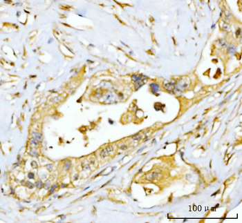 EIF3E Rabbit Polyclonal Antibody