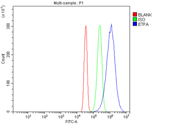 ETFA Rabbit Polyclonal Antibody